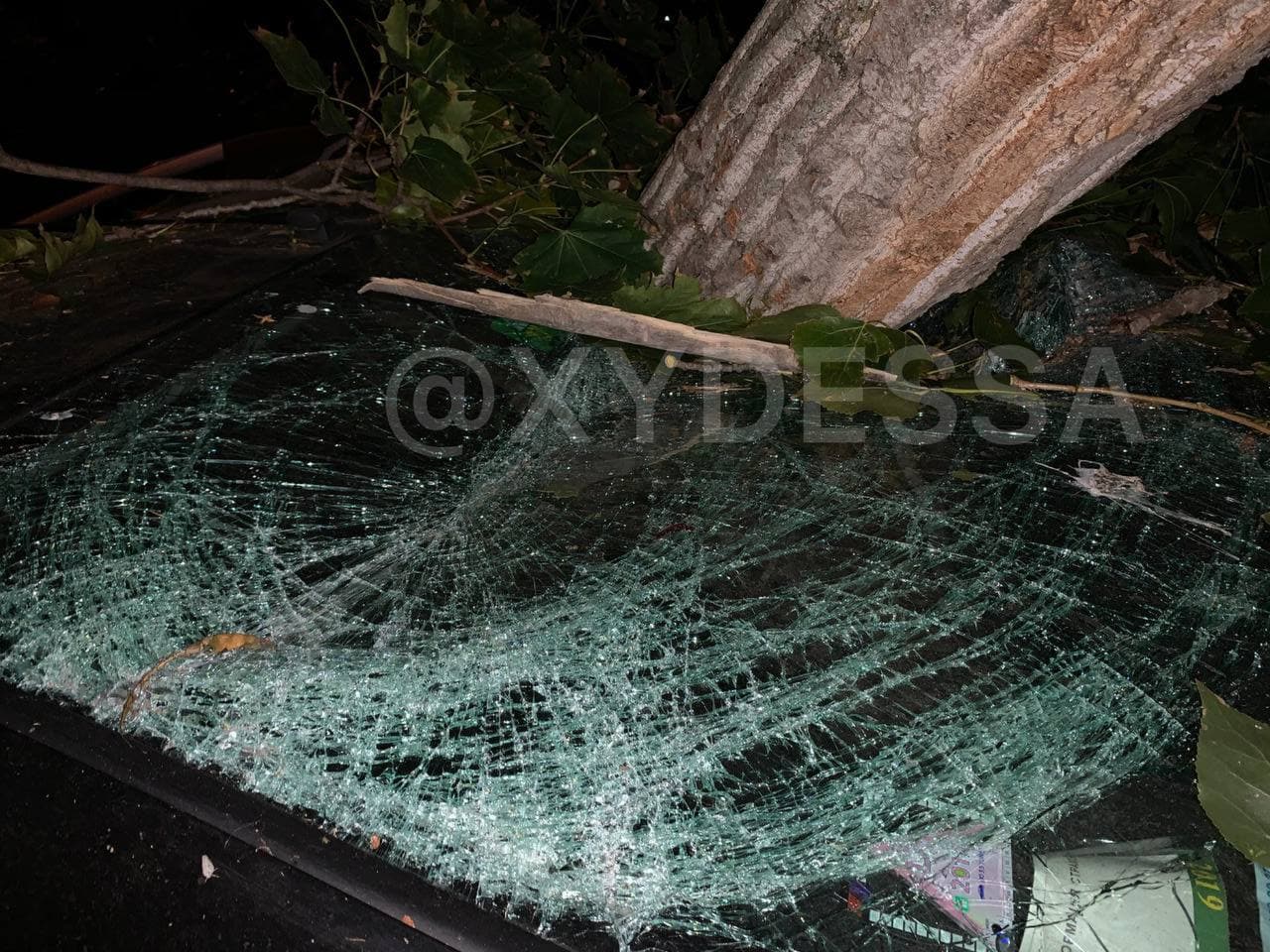 В Одессе дерево упало на припаркованные машины и раздавило семь авто (фото)